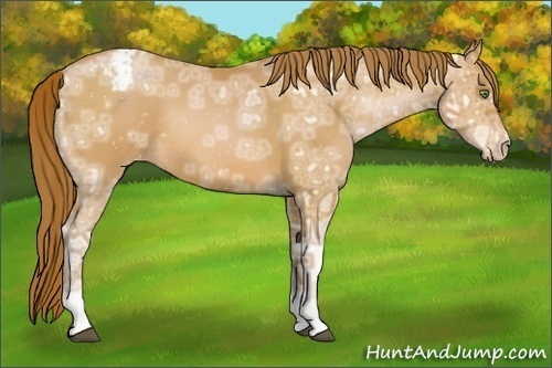 Horse Color:Bay Ice Pearl Appaloosa Rabicano 