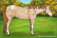 Horse Color:Bay Ice Pearl Appaloosa Rabicano