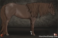 Horse Color:Liver Chestnut 