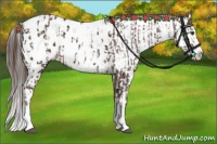 Horse Color:Liver Chestnut Sabino Splash Appaloosa  and Liver Chestnut Sabino Splash Appaloosa 
