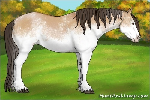 Horse Color:White Spotted Bay Dun 