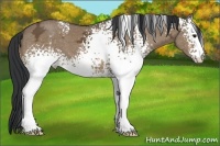 Horse Color:White Spotted Brown Ice Dun