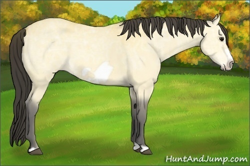 Horse Color:Buckskin Ice Frame 