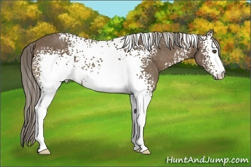 Horse Color:White Spotted Chocolate Palomino
