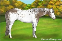Horse Color:White Spotted Chocolate Palomino