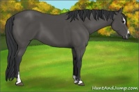 Horse Color:Black Sabino