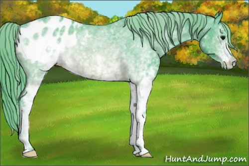 Horse Color:Watercolor White Spotted Buckskin Appaloosa 