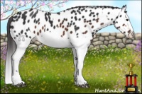 Horse Color:Brown Sabino Splash Appaloosa and Brown Sabino Splash Appaloosa