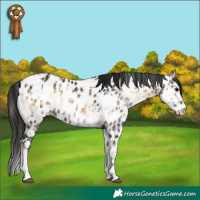 Horse Color:Brown Onyx Sabino Splash Near Leopard  and Gray Brown Onyx Sabino Splash Near Leopard 