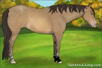Horse Color:Sable Cream Champagne