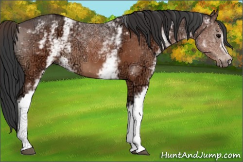Horse Color:White Spotted Brown Ice