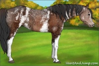 Horse Color:White Spotted Brown Ice