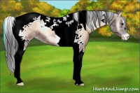 Horse Color:Brown Ice Onyx Tobiano Appaloosa 