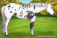 Horse Color:Gray Liver Chestnut Sabino Splash Appaloosa  and Gray Liver Chestnut Sabino Splash Frame Appaloosa 