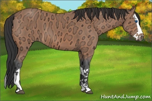 Horse Color:Bay Ice Splash