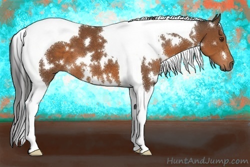 Horse Color:White Spotted Bay Tobiano 