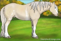 Horse Color:White Spotted Cremello 