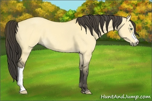 Horse Color:Buckskin Dun 