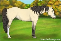 Horse Color:Buckskin Dun 