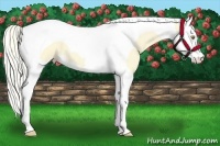 Horse Color:Palomino Splash Tobiano 
