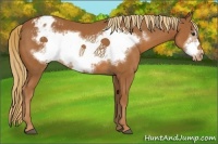 Horse Color:Chestnut Frame Appaloosa 