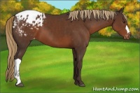 Horse Color:Liver Chestnut Appaloosa 