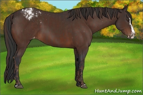 Horse Color:Liver Chestnut Sabino Splash Appaloosa  and Brown Sabino Splash Appaloosa 