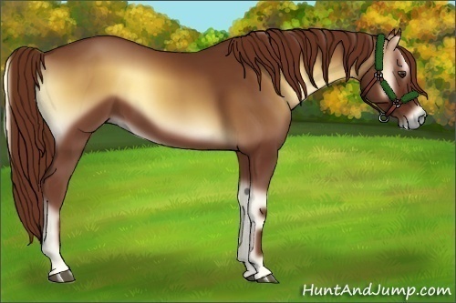 Horse Color:Red Onyx 
