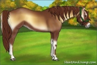 Horse Color:Red Onyx 