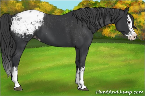 Horse Color:Black Sabino Splash Appaloosa  and Black Sabino Splash Appaloosa 