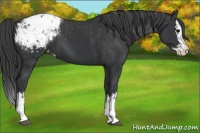 Horse Color:Black Sabino Splash Appaloosa  and Black Sabino Splash Appaloosa 