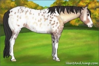 Horse Color:ERROR: UNKNOWN ANOMALY