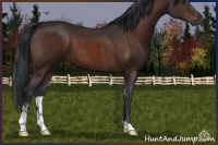 Horse Color:Brown Sabino 
