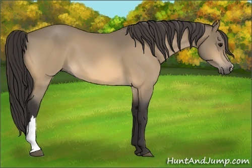 Horse Color:Buckskin 