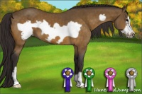 Horse Color:Buckskin Frame 