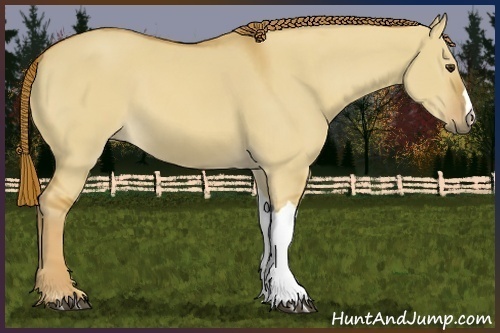 Horse Color:Red Dun 
