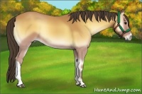 Horse Color:Buckskin Onyx 