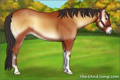Horse Color:Bay Onyx 