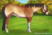 Horse Color:Bay Onyx