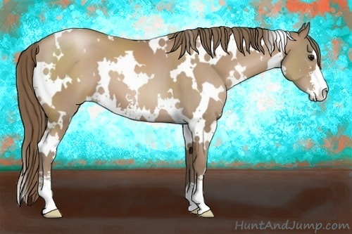 Horse Color:White Spotted Black Pearl Sabino