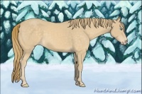Horse Color:Perlino 