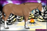 Horse Color:Chestnut Sabino