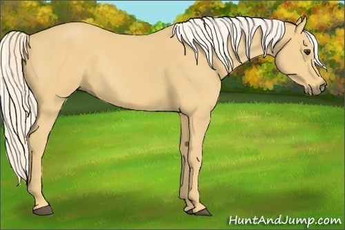 Horse Color:Palomino Rabicano