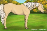 Horse Color:Palomino Rabicano