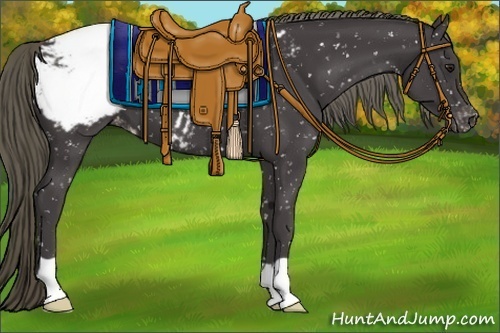 Horse Color:Smoky Black Appaloosa 