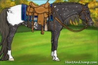 Horse Color:Smoky Black Appaloosa 