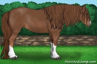 Horse Color:Chestnut Rabicano 