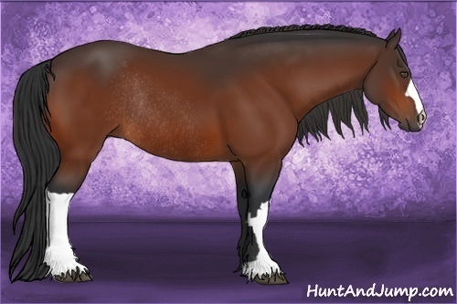 Horse Color:Bay Rabicano 