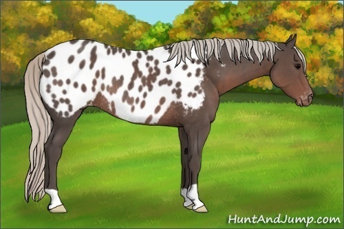Horse Color:Silver Black Appaloosa Rabicano 