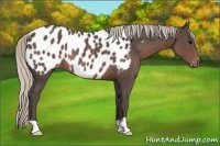 Horse Color:Silver Black Near Leopard Rabicano